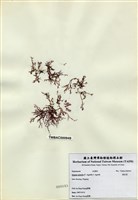 藏品(刺沙菜)的圖片